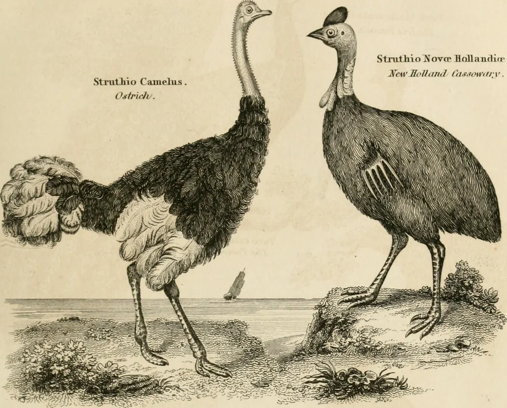 An illustration from A London encyclopaedia, or universal dictionary of science, art, literature and practical mechanics : comprising a popular view of the present state of knowledge : illustrated by numerous engravings, a general atlas, and appropriate diagrams, 1829, leaf 372