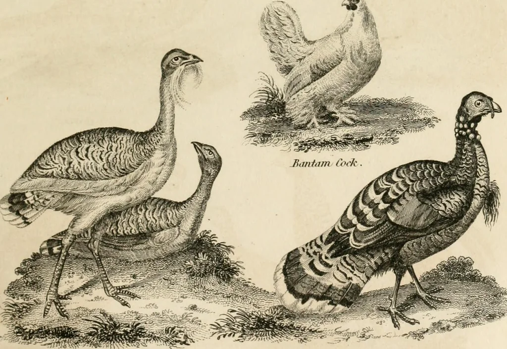 An illustration from A London encyclopaedia, or universal dictionary of science, art, literature and practical mechanics : comprising a popular view of the present state of knowledge : illustrated by numerous engravings, a general atlas, and appropriate diagrams, 1829, leaf 372