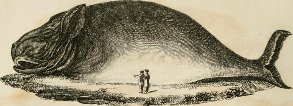 An illustration from A London encyclopaedia, or universal dictionary of science, art, literature and practical mechanics : comprising a popular view of the present state of knowledge : illustrated by numerous engravings, a general atlas, and appropriate diagrams, 1829, leaf 451