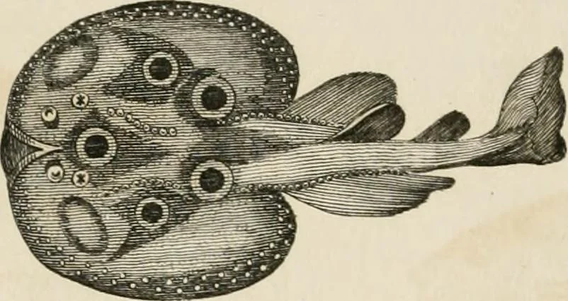 An illustration from A London encyclopaedia, or universal dictionary of science, art, literature and practical mechanics : comprising a popular view of the present state of knowledge : illustrated by numerous engravings, a general atlas, and appropriate diagrams, 1829, leaf 451