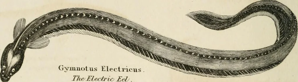 An illustration from A London encyclopaedia, or universal dictionary of science, art, literature and practical mechanics : comprising a popular view of the present state of knowledge : illustrated by numerous engravings, a general atlas, and appropriate diagrams, 1829, leaf 451