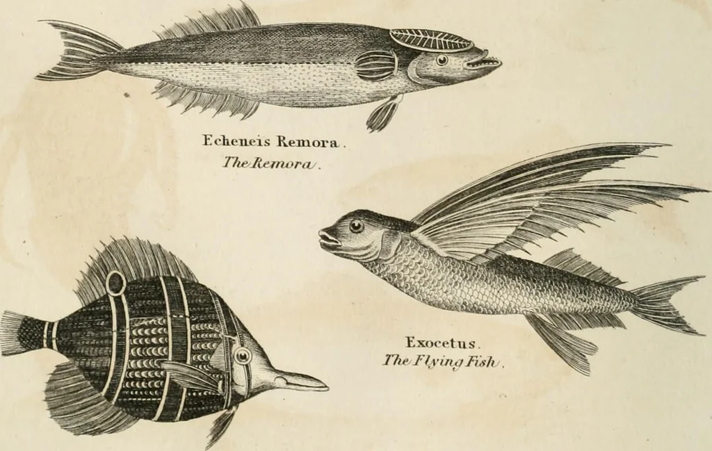 An illustration from A London encyclopaedia, or universal dictionary of science, art, literature and practical mechanics : comprising a popular view of the present state of knowledge : illustrated by numerous engravings, a general atlas, and appropriate diagrams, 1829, leaf 451