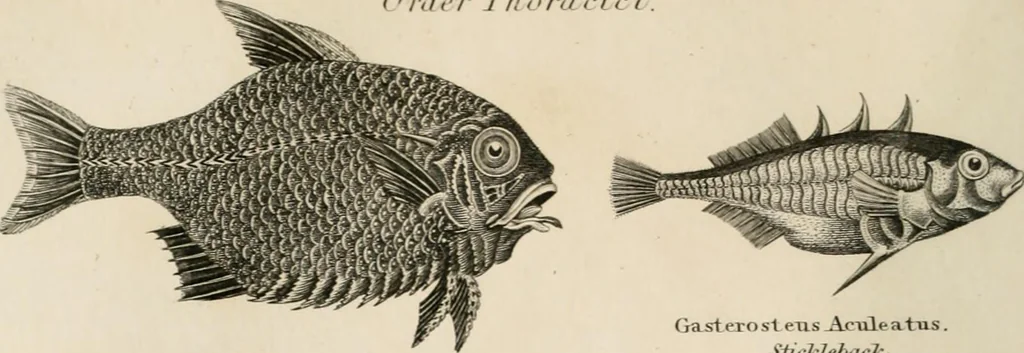 An illustration from A London encyclopaedia, or universal dictionary of science, art, literature and practical mechanics : comprising a popular view of the present state of knowledge : illustrated by numerous engravings, a general atlas, and appropriate diagrams, 1829, leaf 455