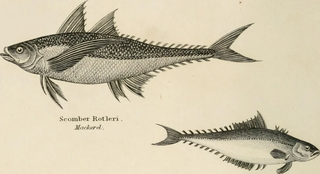 An illustration from A London encyclopaedia, or universal dictionary of science, art, literature and practical mechanics : comprising a popular view of the present state of knowledge : illustrated by numerous engravings, a general atlas, and appropriate diagrams, 1829, leaf 455
