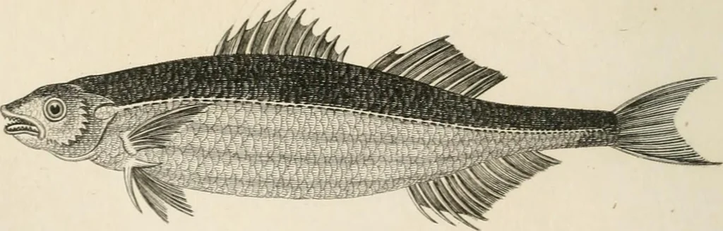 An illustration from A London encyclopaedia, or universal dictionary of science, art, literature and practical mechanics : comprising a popular view of the present state of knowledge : illustrated by numerous engravings, a general atlas, and appropriate diagrams, 1829, leaf 455