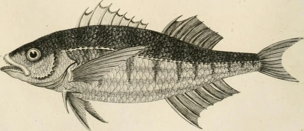 An illustration from A London encyclopaedia, or universal dictionary of science, art, literature and practical mechanics : comprising a popular view of the present state of knowledge : illustrated by numerous engravings, a general atlas, and appropriate diagrams, 1829, leaf 455