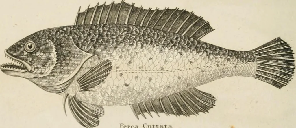 An illustration from A London encyclopaedia, or universal dictionary of science, art, literature and practical mechanics : comprising a popular view of the present state of knowledge : illustrated by numerous engravings, a general atlas, and appropriate diagrams, 1829, leaf 457
