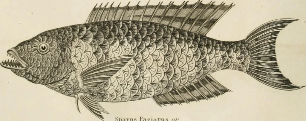 An illustration from A London encyclopaedia, or universal dictionary of science, art, literature and practical mechanics : comprising a popular view of the present state of knowledge : illustrated by numerous engravings, a general atlas, and appropriate diagrams, 1829, leaf 457
