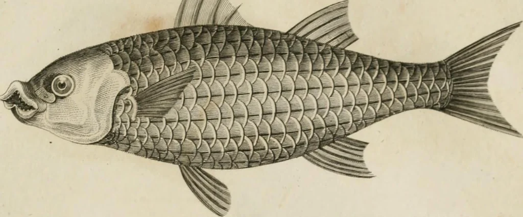 An illustration from A London encyclopaedia, or universal dictionary of science, art, literature and practical mechanics : comprising a popular view of the present state of knowledge : illustrated by numerous engravings, a general atlas, and appropriate diagrams, 1829, leaf 458