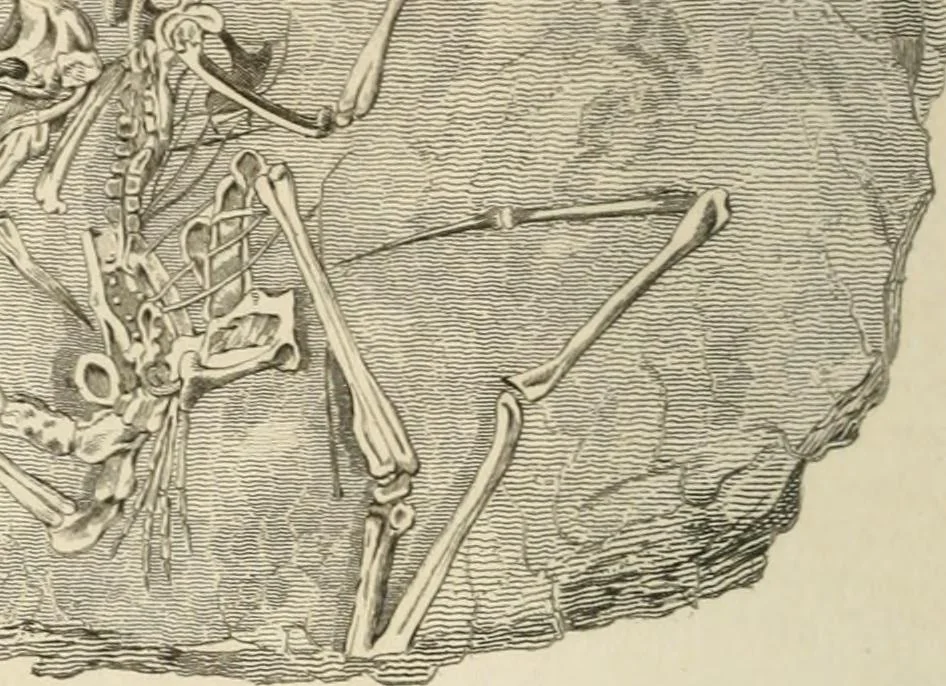 An illustration from A London encyclopaedia, or universal dictionary of science, art, literature and practical mechanics : comprising a popular view of the present state of knowledge : illustrated by numerous engravings, a general atlas, and appropriate diagrams, 1829, leaf 505