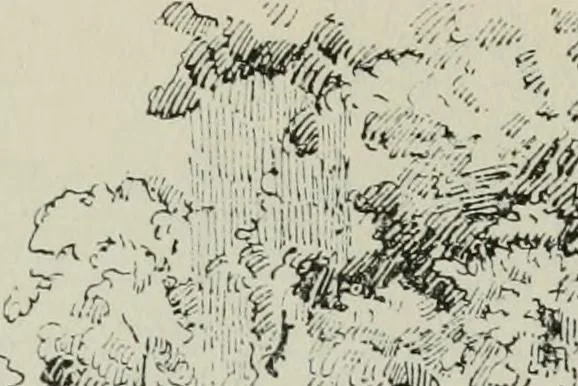 An illustration from London parks and gardens, 1907, leaf 388