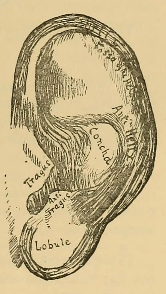 An illustration from The London philatelist, 1892, leaf 181