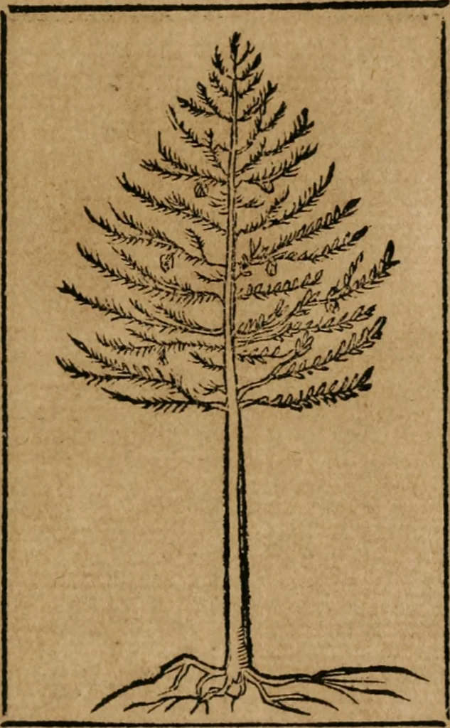 An illustration from Los emblemas de Alciato : traducidos en rhimas españolas ..., 1549, leaf 192