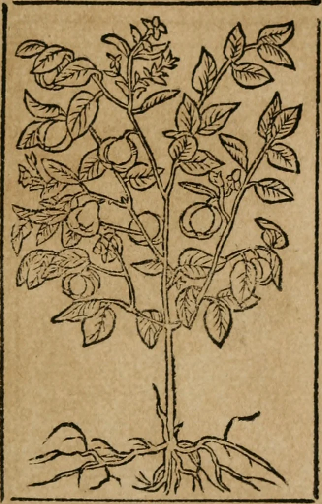 An illustration from Los emblemas de Alciato : traducidos en rhimas españolas ..., 1549, leaf 194