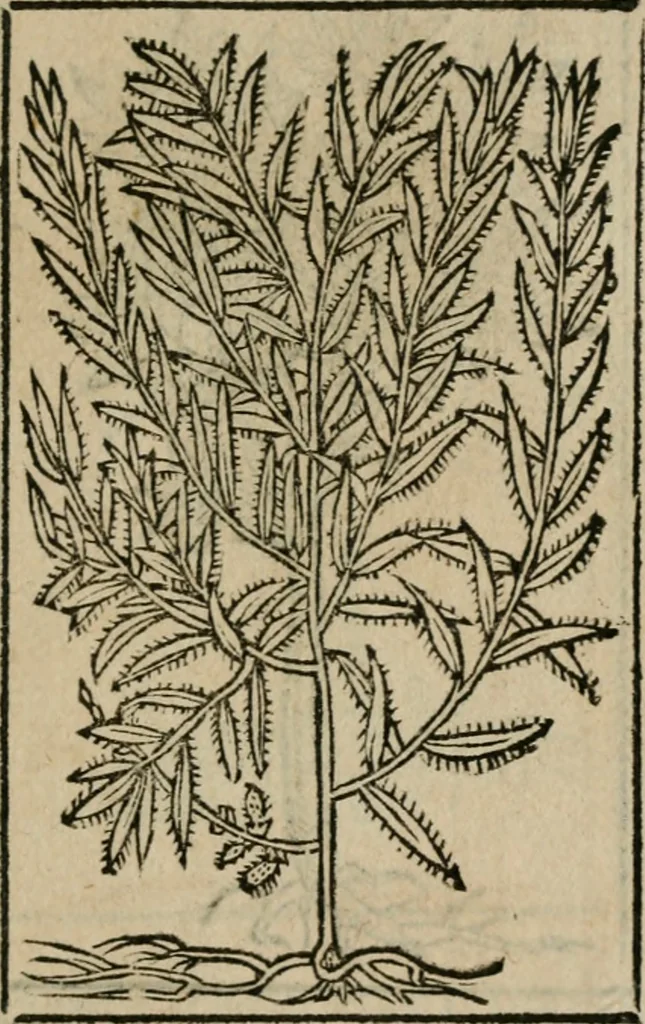 An illustration from Los emblemas de Alciato : traducidos en rhimas españolas ..., 1549, leaf 200