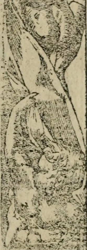 An illustration from Los emblemas de Alciato : traducidos en rhimas españolas ..., 1549, leaf 224