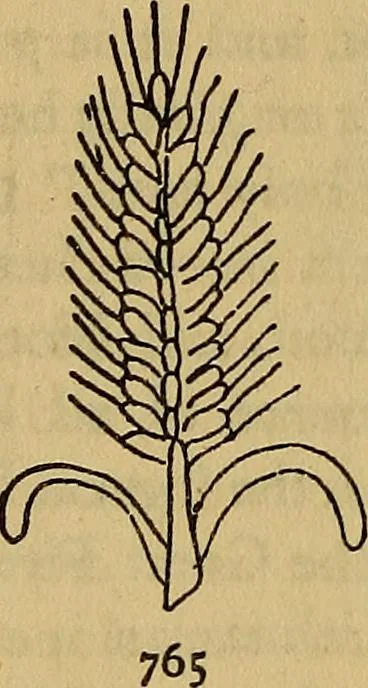 An illustration from The lost language of symbolism : an inquiry into the origin of certain letters, words, names, fairy-tales, folklore, and mythologies, 1912, leaf 371