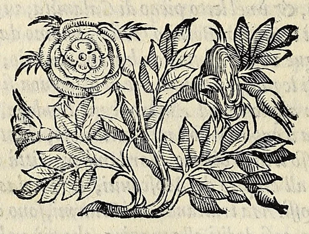An illustration from L'vniversale fabrica del mondo, overo Cosmografia dell'ecc. Gio. Lorenzo d'Anania, diuisa in quattro trattati ... Di nuouo ornata con le figure delle quattro parti del mondo in rame: et dal medesimo auttore con infinite aggiuntioni per ogni parte dell' opera ampliata .., 1596, leaf 260
