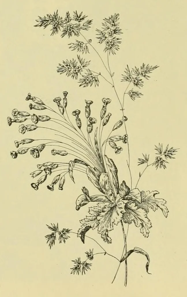 An illustration from Lyon à l'Exposition universelle de 1889, 1890, leaf 154