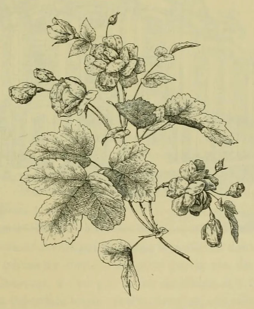 An illustration from Lyon à l'Exposition universelle de 1889, 1890, leaf 201