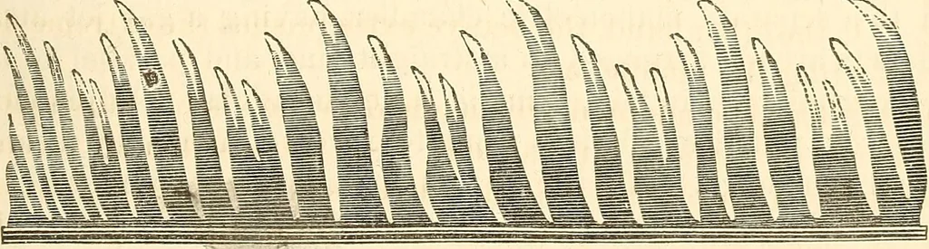 An illustration from Machinery and processes of the industrial arts, and apparatus of the exact sciences, 1869, leaf 530
