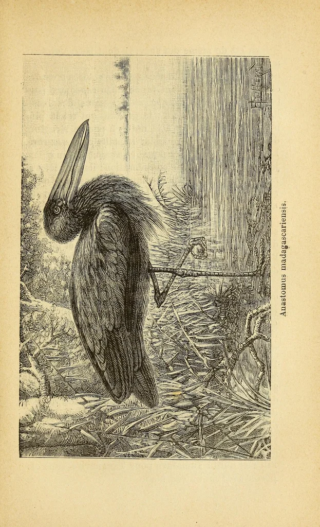 An illustration from Madagascar depuis sa découverte jusqu'à nos jours, 1888, leaf 353