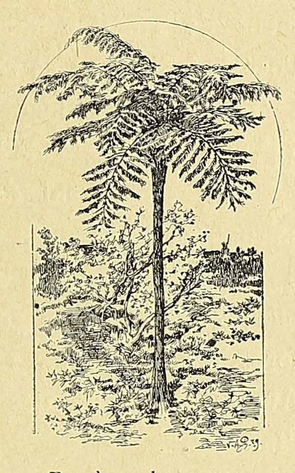 An illustration from Madagascar et la mission catholique, 1895, leaf 147