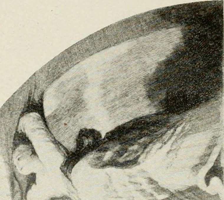 An illustration from Madrid : an historical description and handbook of the Spanish Capital, 1909, leaf 345