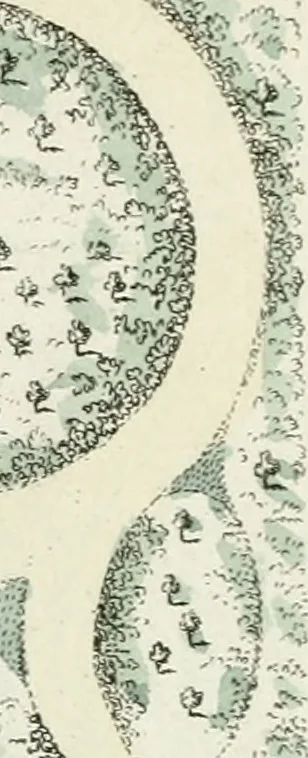 An illustration from Magazijn van tuin-sieraaden, of, Verzameling van modellen van aanleg en sieraad, voor groote en kleine lust-hoven, voorn amelijk van dezulke die, met weinig kosten, te maaken zijn, 1802, leaf 20