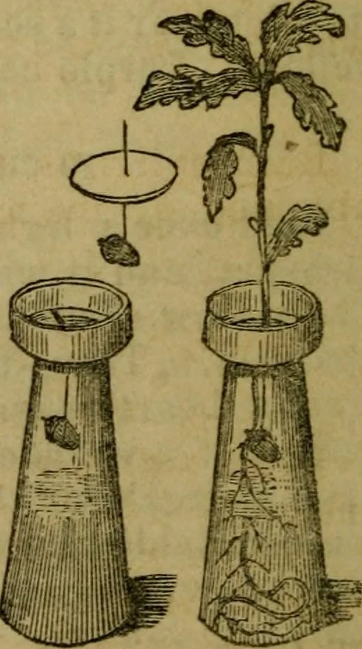 An illustration from The magician's own book, or The whole art of conjuring, 1862, leaf 123
