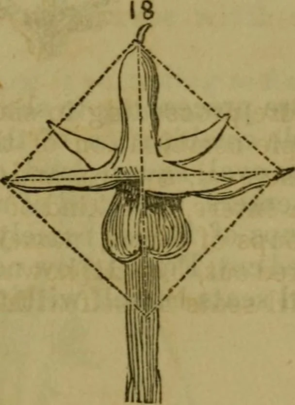 An illustration from The magician's own book, or The whole art of conjuring, 1862, leaf 324
