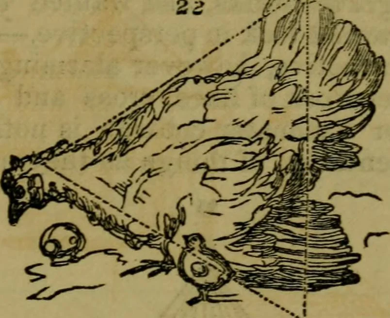 An illustration from The magician's own book, or The whole art of conjuring, 1862, leaf 326