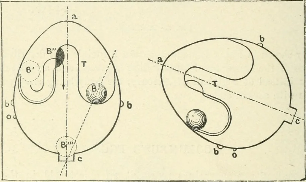An illustration from Magic; stage illusions and scientific diversions, including trick photography, 1897, leaf 413