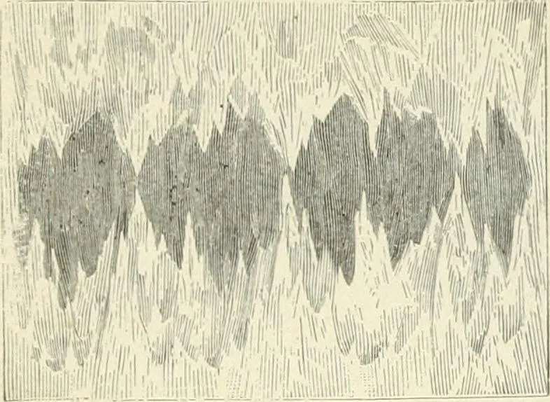 An illustration from Magic; stage illusions and scientific diversions, including trick photography, 1897, leaf 425