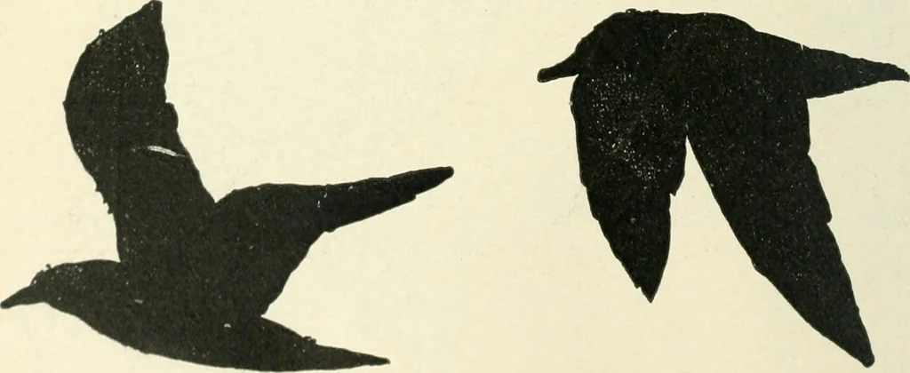 An illustration from Magic; stage illusions and scientific diversions, including trick photography, 1897, leaf 493