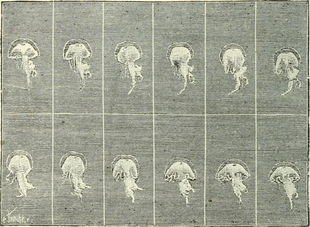An illustration from Magic; stage illusions and scientific diversions, including trick photography, 1897, leaf 497