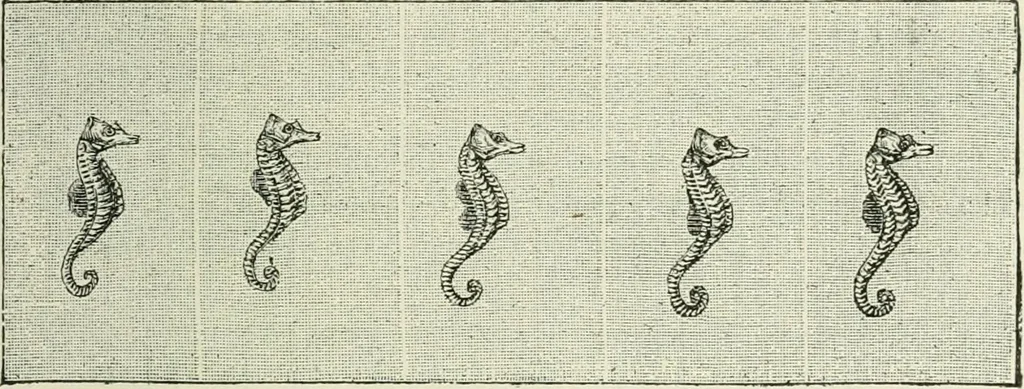 An illustration from Magic; stage illusions and scientific diversions, including trick photography, 1897, leaf 498