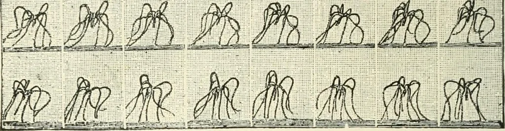 An illustration from Magic; stage illusions and scientific diversions, including trick photography, 1897, leaf 499