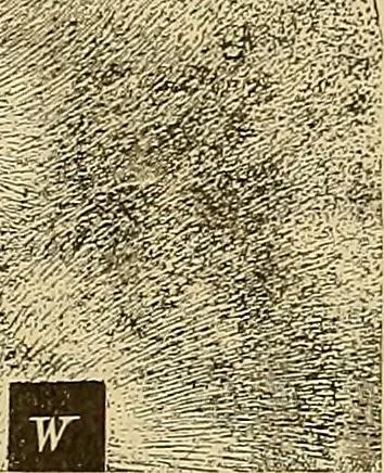 An illustration from Magnetische Kraftfelder : die Erscheinungen des Magnetismus, Elektromagnetismus und der Induktion dargestellt auf Grund des Kraftlinien-Begriffe, 1905, leaf 214