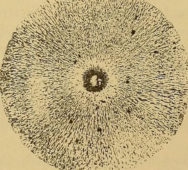 An illustration from Magnetische Kraftfelder : die Erscheinungen des Magnetismus, Elektromagnetismus und der Induktion dargestellt auf Grund des Kraftlinien-Begriffe, 1905, leaf 31