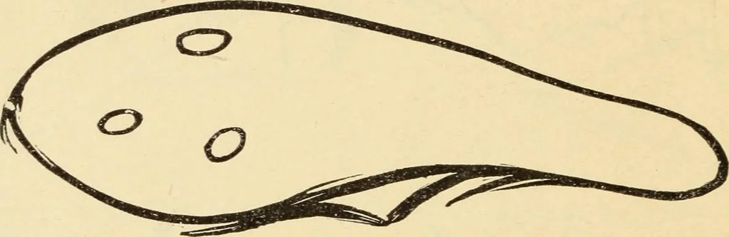 An illustration from Magnetismus und Hypnotismus; eine Darstellung dieses Gebietes, mit besonderer Berücksichtigung der Beziehungen zwischen dem mineralischen Magnetismus, dem sogenannten thierischen Magnetismus und dem Hypnotismus, 1895, leaf 249