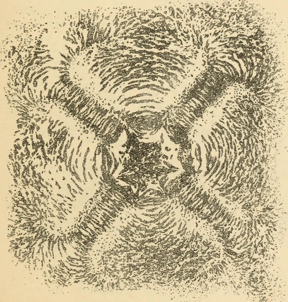 An illustration from Magnetismus und Hypnotismus; eine Darstellung dieses Gebietes, mit besonderer Berücksichtigung der Beziehungen zwischen dem mineralischen Magnetismus, dem sogenannten thierischen Magnetismus und dem Hypnotismus, 1895, leaf 98
