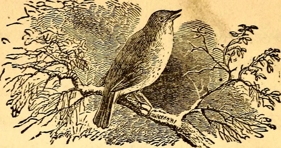 An illustration from Mamie's watchword, 1872, leaf 221