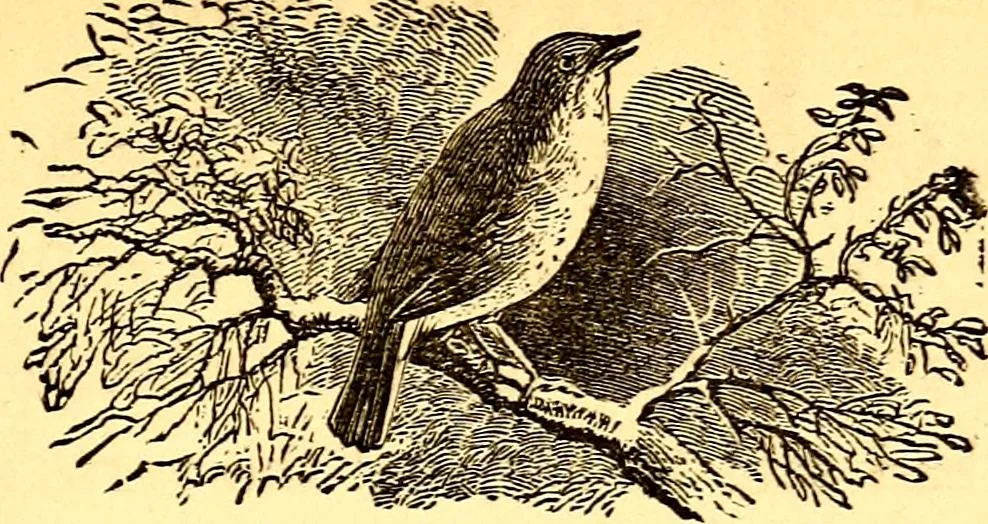 An illustration from Mamie's watchword, 1872, leaf 52