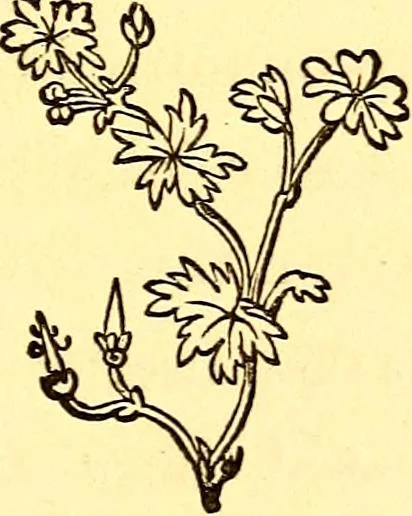 An illustration from Mamie's watchword, 1872, leaf 92