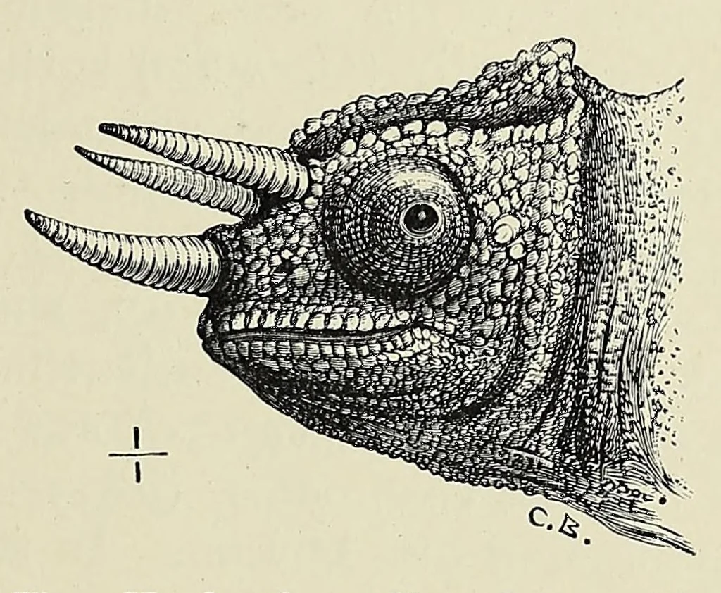 An illustration from Man and beast in eastern Ethiopia : from observations made in British East Africa, Uganda, and the Sudan, 1911, leaf 291