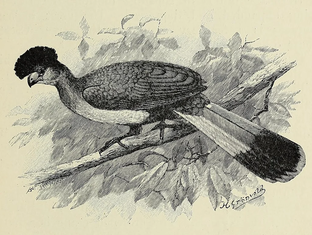 An illustration from Man and beast in eastern Ethiopia : from observations made in British East Africa, Uganda, and the Sudan, 1911, leaf 377
