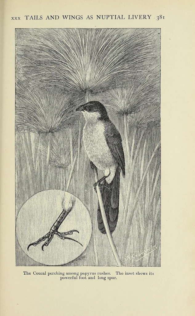 An illustration from Man and beast in eastern Ethiopia : from observations made in British East Africa, Uganda, and the Sudan, 1911, leaf 397