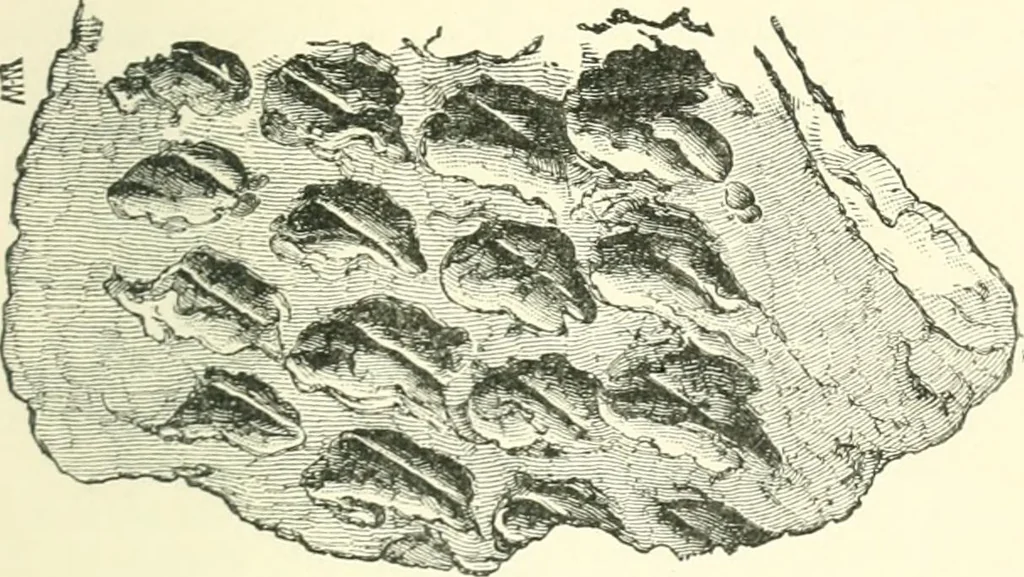 An illustration from Man before metals, 1902, leaf 124