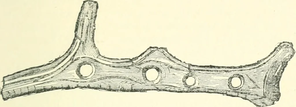 An illustration from Man before metals, 1902, leaf 242
